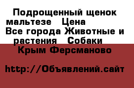 Подрощенный щенок мальтезе › Цена ­ 15 000 - Все города Животные и растения » Собаки   . Крым,Ферсманово